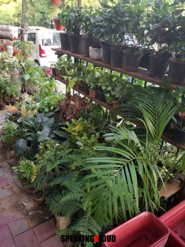 Live plants shopping in Delhi